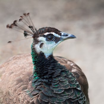 Brown and Green Pheasant