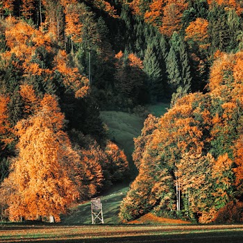 Brown and Green Trees