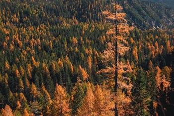 brown and green trees