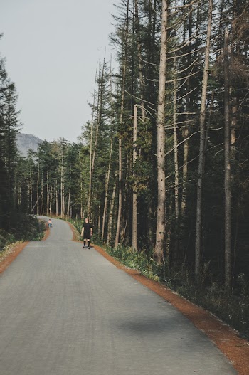 Brown-and-Green Trees Along The Road
