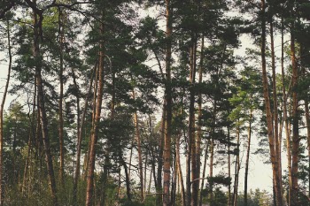 Brown-and-green Treess Timelapse Photo