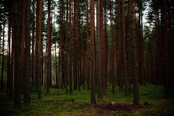 brown and green tress during daytime
