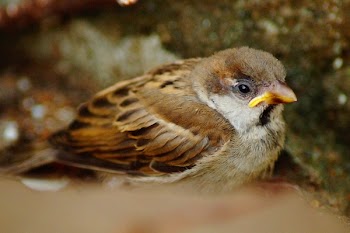 Brown and Grey Bird