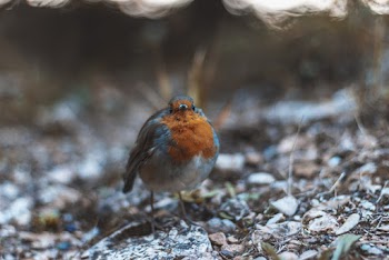 Brown And Grey Bird