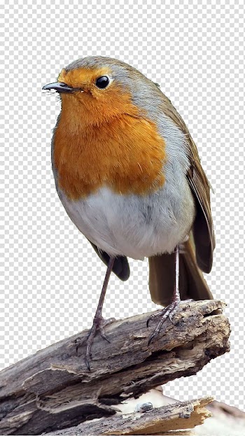 Brown and grey bird, European robin Bird Common nightingale Finch Wren, Cute little birds on twigs transparent background PNG clipart