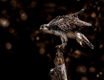 Brown and Grey Eagle Perching on Bare Tree