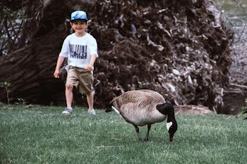 Brown And Grey Goose On Green Grass