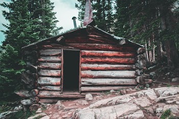 Brown and Grey Wooden House Beside Green Leaf Tall Tree