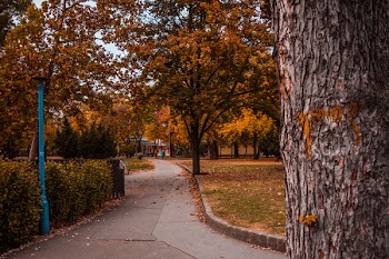 Brown and Leafed Trees