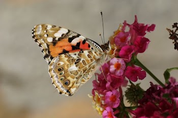 brown and orange butterfly