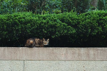 Brown and Orange Cat
