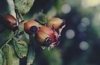 Brown and Red Berries With Green Leaves