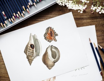 Brown and Red Conch Shell Drawing on White Paper Beside Three Pencils