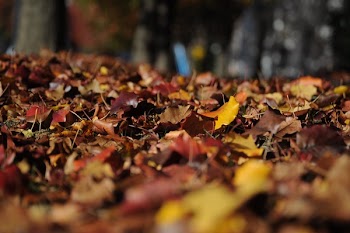 Brown and Red Dried Leaves on Brown Soil