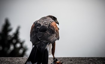 brown and red eagle