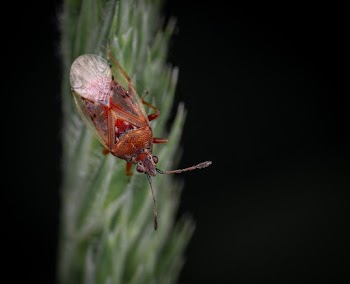 Brown and Red Insect