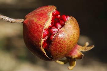 Brown and Red Round Fruit