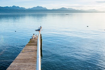 Brown and Silver Pier over Body of Water