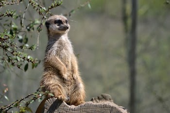 Brown and White 2 Legged Animal Standing on Tree Branch