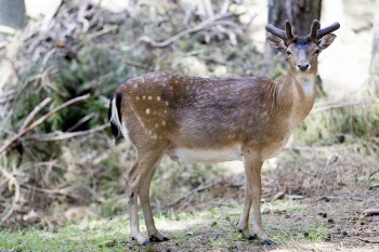 Brown and White 4 Legged Animal
