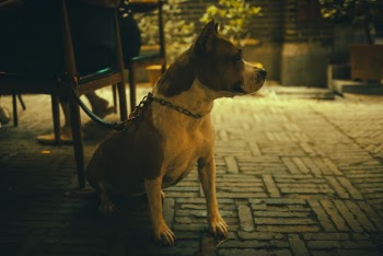 Brown And White American Bully