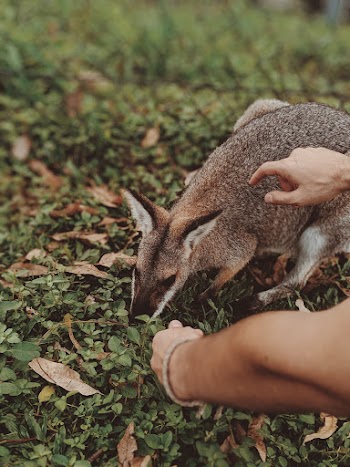 Brown and White Animal