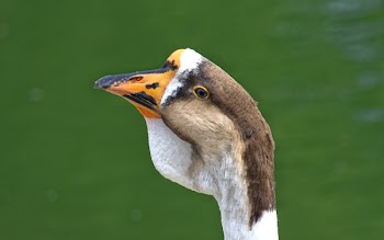 Brown and White Animal Close Up Photo