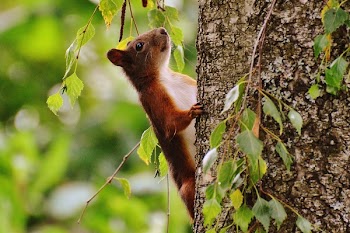 Brown and White Animal on Brown Tree