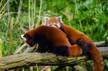 Brown and White Animal on Brown Tree Trunk