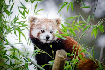 Brown and White Bear on Bamboo Tree