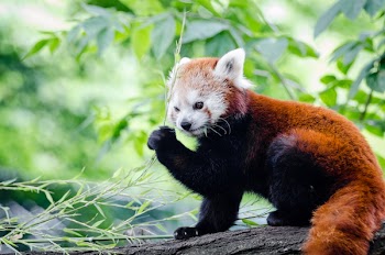 Brown and White Bear on Tree Branch during Daytime