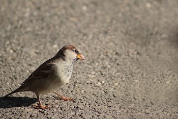 Brown and White Bird