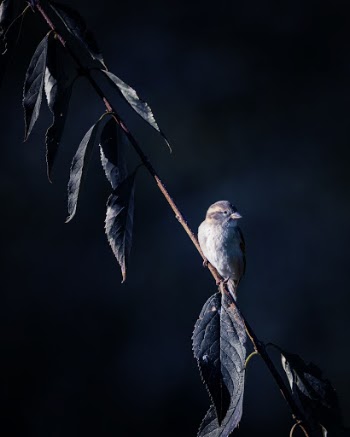Brown and White Bird