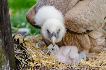 Brown and White Bird Closeup Photography