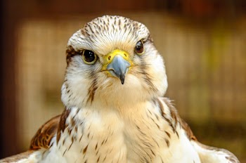 Brown and White Bird of Prey