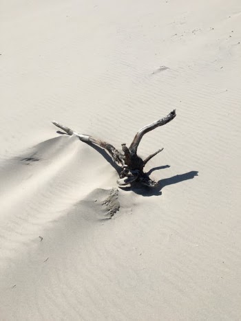 Brown and White Bird on White Sand · Free Stock Photo
