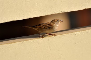 Brown and White Bird on White Wall Paint