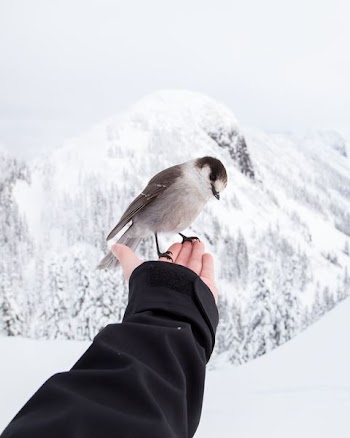 brown and white bird standing on left hand of person