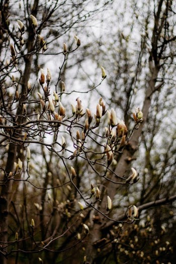 Brown and White Birds on Brown Tree Branch · Free Stock Photo