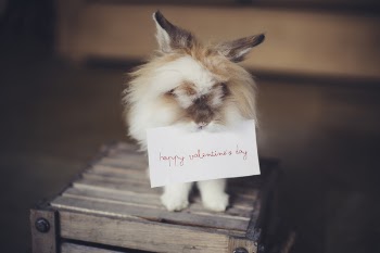Brown and White Biting a Valentines Day Card