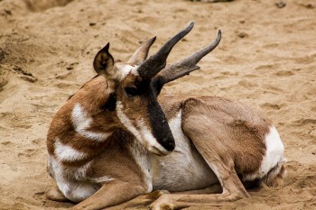 Brown and White Buck Animal
