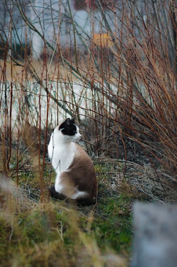 Brown and White Cat Near Dried Plants