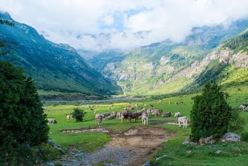 Brown and White Cattle in Green Open Field Near Mountain Under White Skies