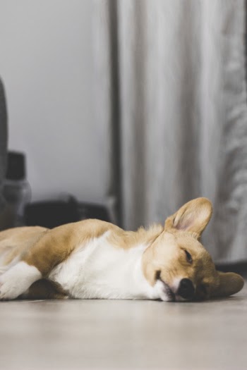 Brown And White Corgi Laying On The Floor