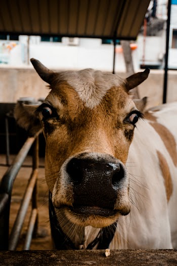 Brown and White Cow In a Shed