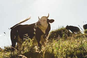 Brown and White Cow on Grassfield