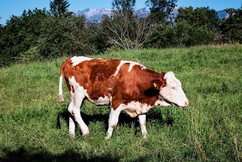 Brown and White Cow Walking on Grass Field