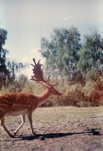 Brown and White Deer