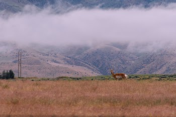 Brown and White Deer on Brown Grass