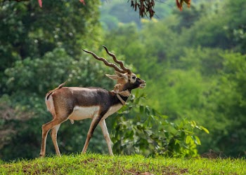 Brown and White Deer on Green Grass